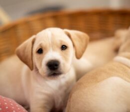 Köpeklerde kronik kalp rahatsızlığı: Yapay zeka, yüzde 90 doğrulukla tespit ediyor