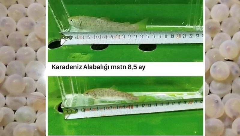 Erzurum’da mutant Karadeniz alabalığı ürettiler! Normal balıklara göre daha hızlı büyüyor