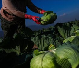 Kışlık sebze pazar tezgahına gecikmeli çıktı