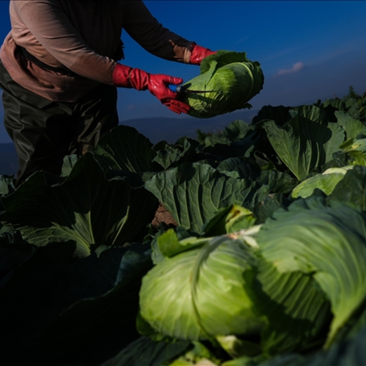 Kışlık sebze pazar tezgahına gecikmeli çıktı