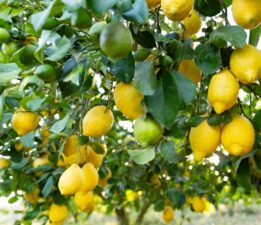 Polonya’ya giden limonlarda pestisit kalıntısı çıktı