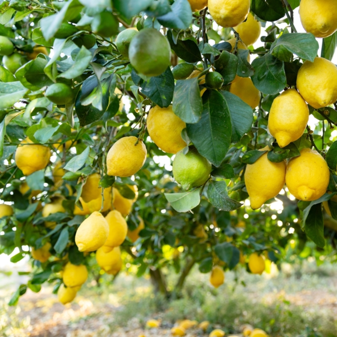 Polonya’ya giden limonlarda pestisit kalıntısı çıktı