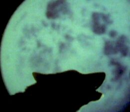 Jurrasic Park gerçek mi oluyor? Nesli tükenen Ulu Kurt geri döndü!