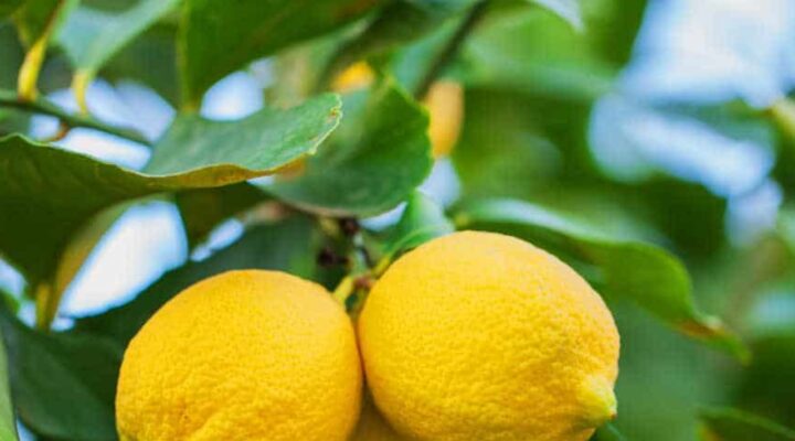 Limonda ihracat kısıtlaması kaldırıldı