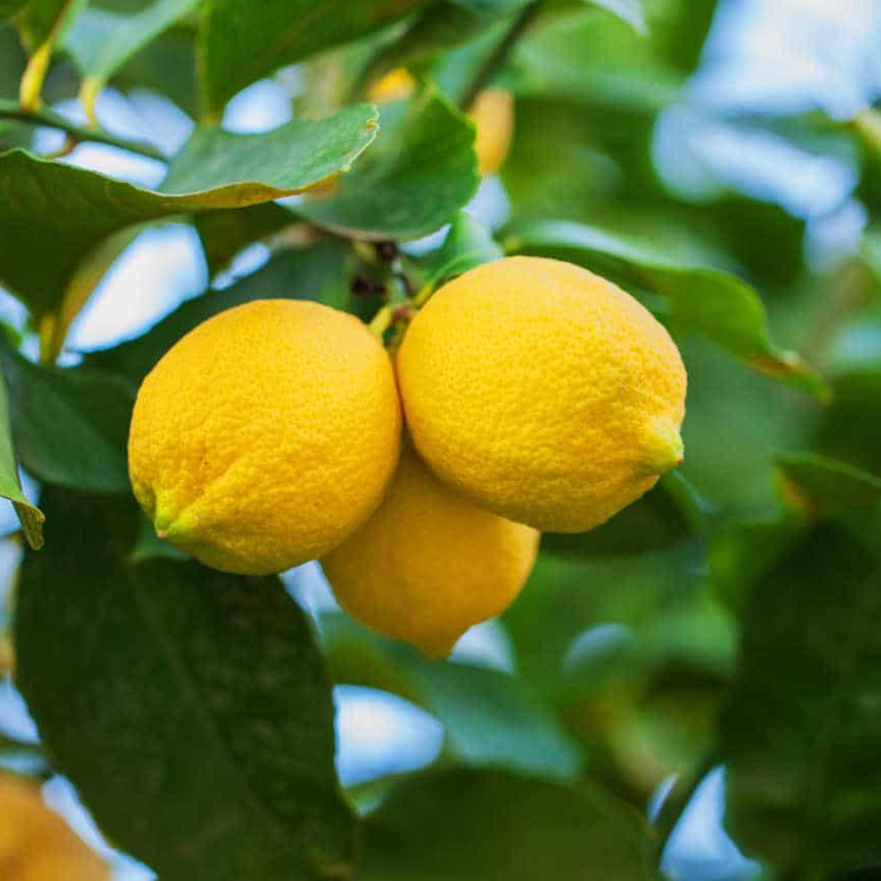 Limonda ihracat kısıtlaması kaldırıldı