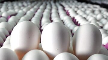 Sofralık yumurta ihracatında muafiyet Resmi Gazete’de