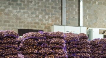 Türkiye’ye gelen 2 bin ton patates virüslü çıktı