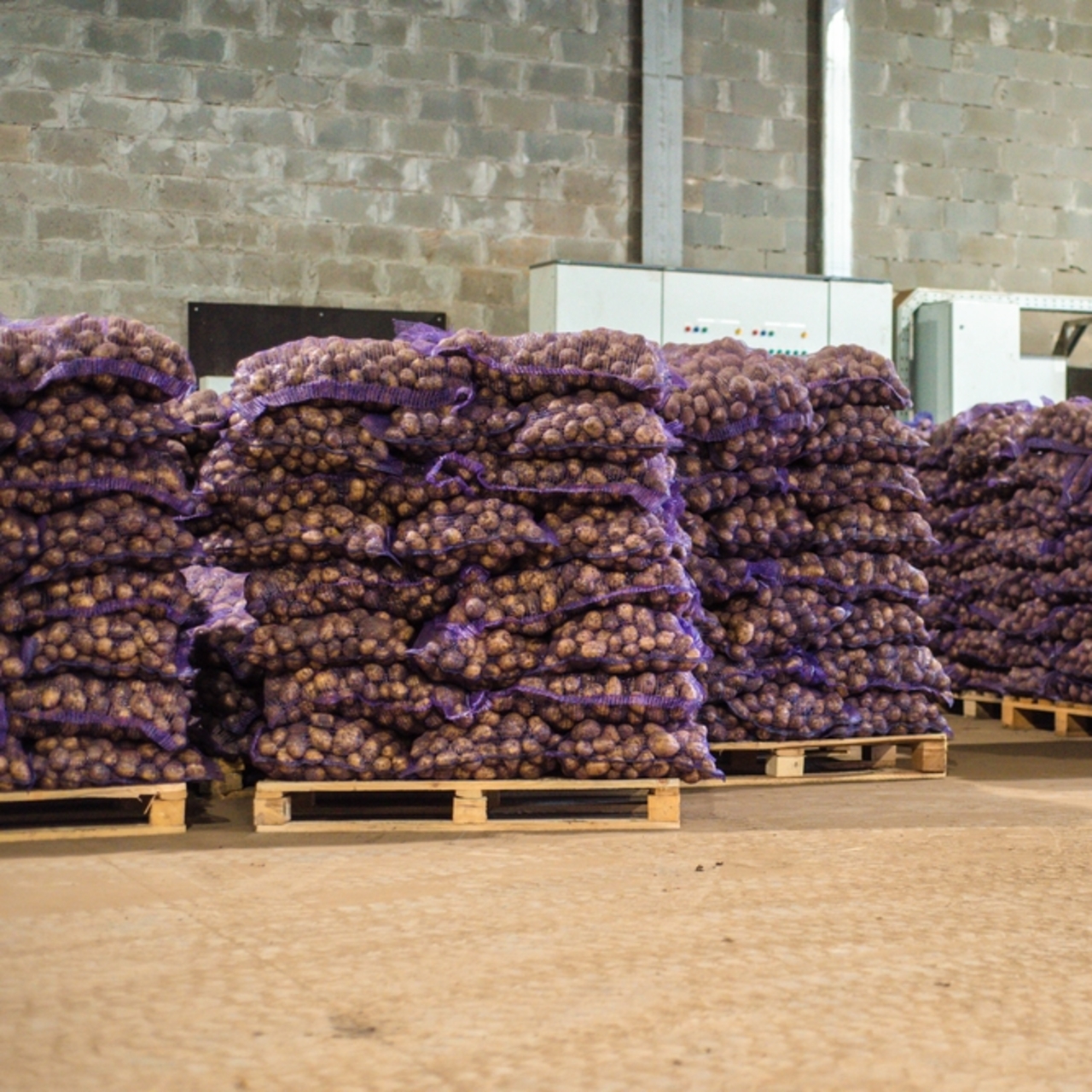 Türkiye’ye gelen 2 bin ton patates virüslü çıktı